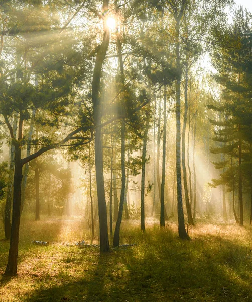 太陽光線は 木の枝で遊ぶ 秋の森 秋の色 — ストック写真