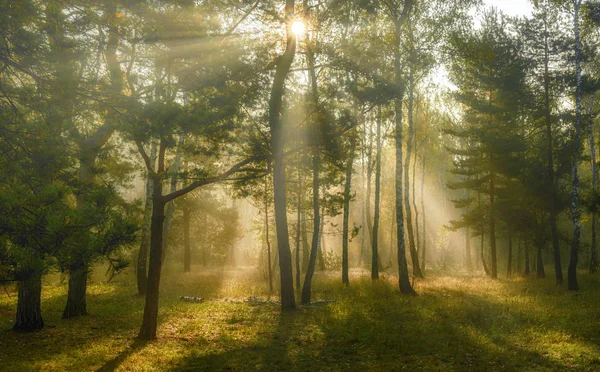 Promienie Słońca Grać Gałęzie Drzew Jesień Las Kolory Jesieni Rano — Zdjęcie stockowe