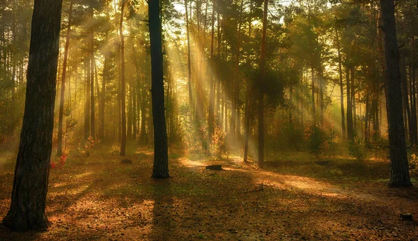 Raios Solares Jogam Nos Galhos Das Árvores Floresta Outono Cores — Fotografia de Stock