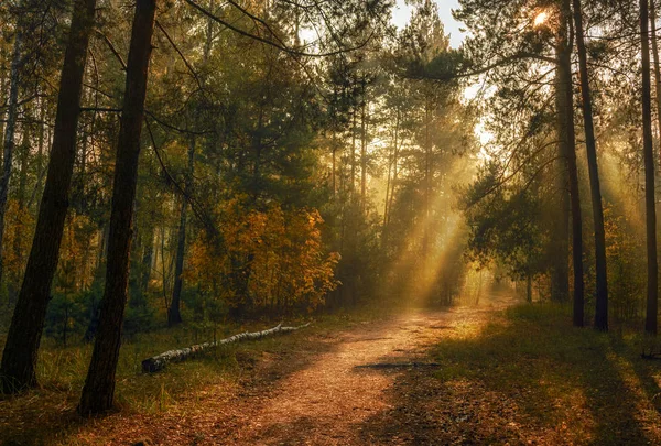 Rayos Sol Juegan Las Ramas Los Árboles Bosque Otoño Colores —  Fotos de Stock