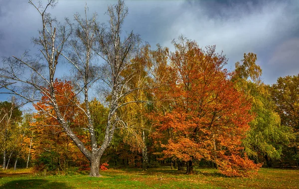 Podzimní Les Podzimní Barvy Podzimní Listí Krása — Stock fotografie