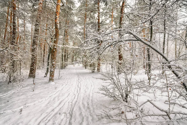 Winterlandschap Besneeuwde Bos Sneeuw Overdekte Bomen Koud — Stockfoto