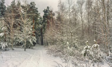 karlı ormanın içinde yürümek. kar. kış. soğuk.