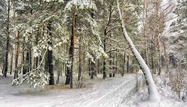 Walk Snowy Woods Snow Winter Coldly — Stock Photo, Image