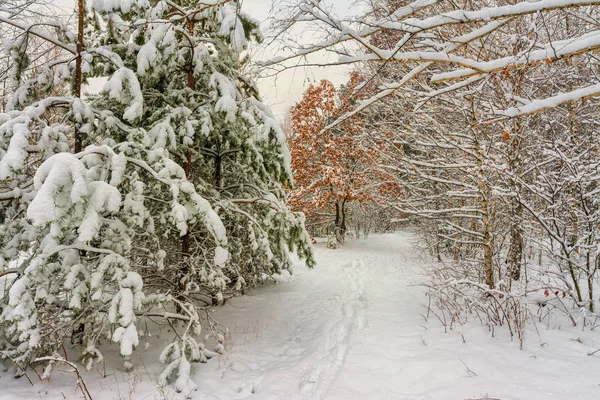 Walk Snowy Woods Snow Winter Coldly — Stock Photo, Image