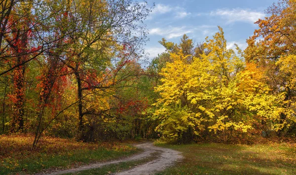 Procházka Lese Podzim Podzimní Barvy Podzimní Listí Krása Potěšení — Stock fotografie