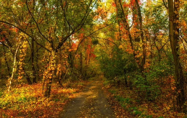 Spaziergang Wald Herbst Herbstfarben Herbstlaub Schönheit Vergnügen — Stockfoto