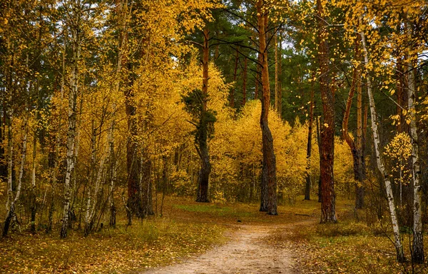 Skogen Hösten Höstens Färger Höstlöv Skönhet Nöje — Stockfoto