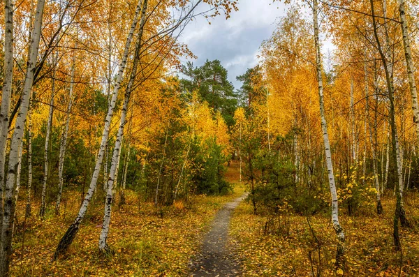 Procházka Lese Podzim Podzimní Barvy Podzimní Listí Krása Potěšení — Stock fotografie