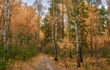 ormanda yürümek. sonbahar. sonbahar renkleri. sonbahar yaprakları. güzellik. zevk.