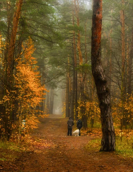Walk Woods Autumn Autumn Colors Autumn Leaves Beauty Pleasure — Stock Photo, Image