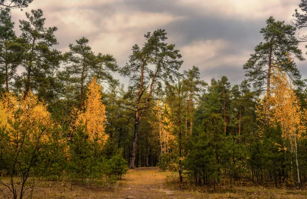 Caminhe Floresta Outono Cores Outono Folhas Outono Beleza Prazer — Fotografia de Stock