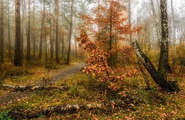 Caminhe Outono Floresta Paisagem Natureza Outono Cores Outono — Fotografia de Stock