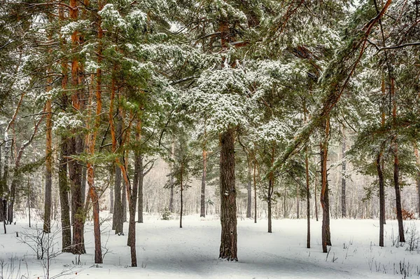 Walk in the winter forest. Landscape. Nature. Winter. Snow.