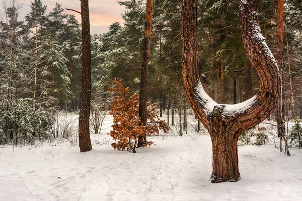 Walk in the winter forest. Landscape. Nature. Winter. Snow.