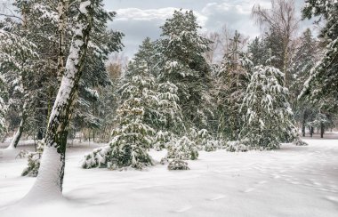 ormanda yürümek. İlk kar. sonbahar renkleri. soğuk.
