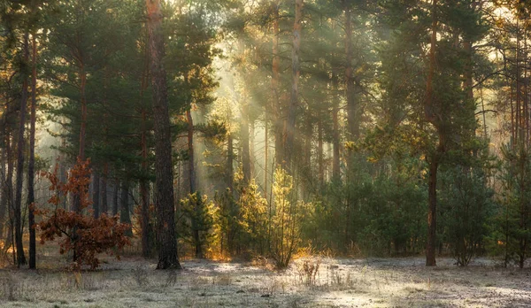 Caminhe Floresta Primeira Neve Cores Outono Friamente Luz Solar Raios — Fotografia de Stock