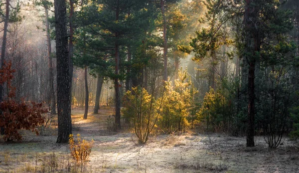 Spacer Lesie Pierwszy Śnieg Kolory Jesieni Chłodno Światło Słoneczne Promienie — Zdjęcie stockowe