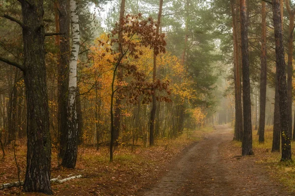 Promenade Dans Forêt Automne Couleurs Automne Brouillard Automne Mélancolie — Photo