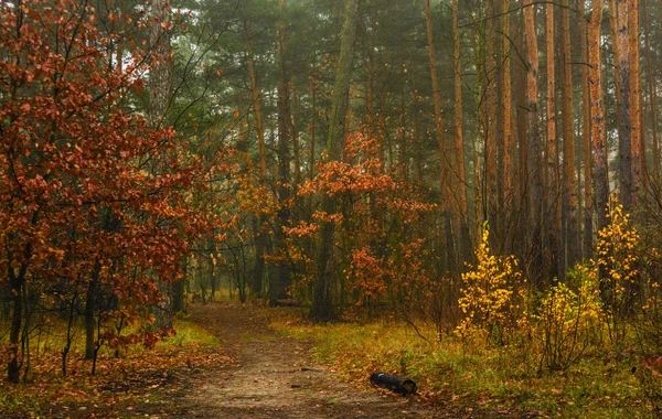 Promenade Dans Forêt Automne Couleurs Automne Brouillard Automne Mélancolie — Photo