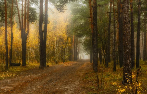 Spacer Lesie Jesienią Kolory Jesieni Jesienne Mgły Melancholia — Zdjęcie stockowe