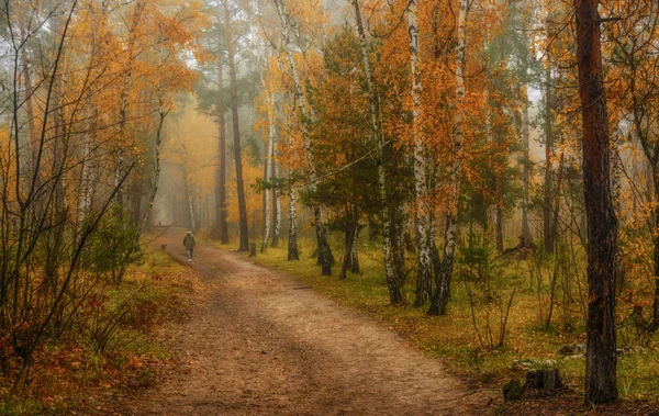 Spaziergang Herbstlichen Wald Herbstfarben Herbstnebel Melancholie — Stockfoto