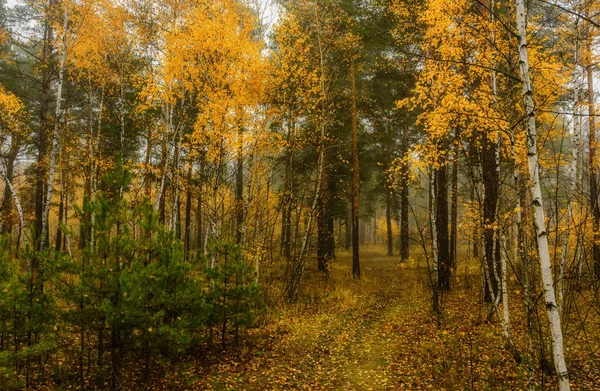 Caminar Bosque Otoño Colores Otoño Niebla Otoño Melancolía —  Fotos de Stock