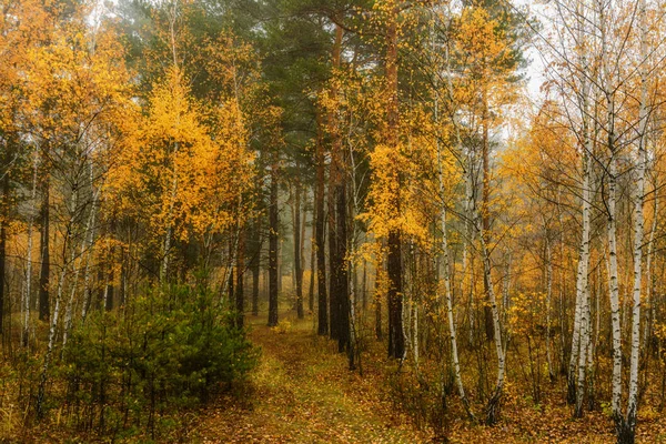 Caminar Bosque Otoño Colores Otoño Niebla Otoño Melancolía — Foto de Stock