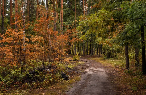 Sonbahar ormanda yürümek. sonbahar renkleri. Sonbahar gelişemez. melankoli.