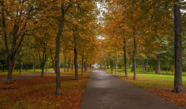 Caminhar Floresta Outono Cores Outono Névoas Outono Melancolia — Fotografia de Stock