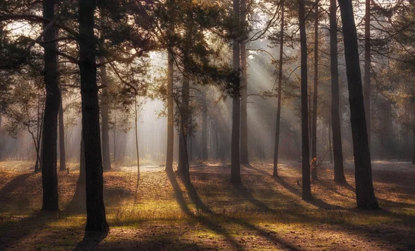 Wandelen Herfst Bos Herfst Kleuren Zonnestralen — Stockfoto