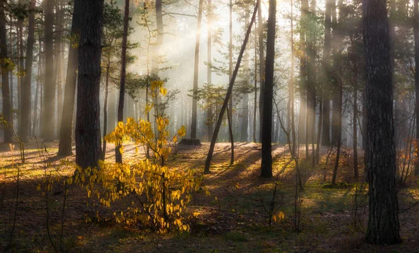 Spaziergang Herbstlichen Wald Herbstfarben Sonnenstrahlen — Stockfoto