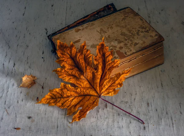 Still life with autumn leaves and a book. Nature, Minimalism. Vintage