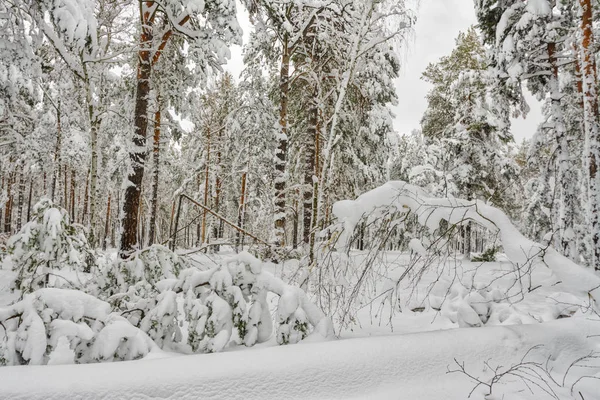 Ходити Зимовому Лісі Сніговий Ліс Засніжені Дерева Сніг Холодно — стокове фото