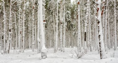 kış. karlı ormanı. sürüklenir