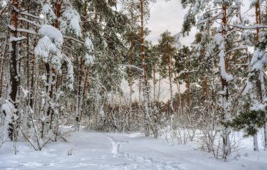 kış. karlı ormanı. sürüklenir