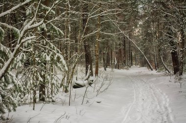 kar. kış. kar kaplı ağaçlar. soğuk.