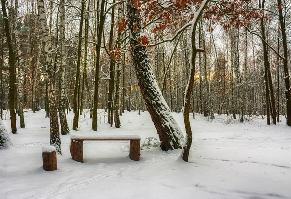 Snö Vintern Snötäckta Träd Kallt — Stockfoto