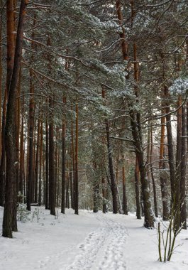 karlı ormanın içinde yürümek. Frost. kar yağışı. sürüklenir