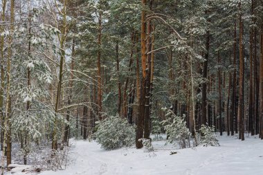karlı ormanın içinde yürümek. Frost. kar yağışı. sürüklenir