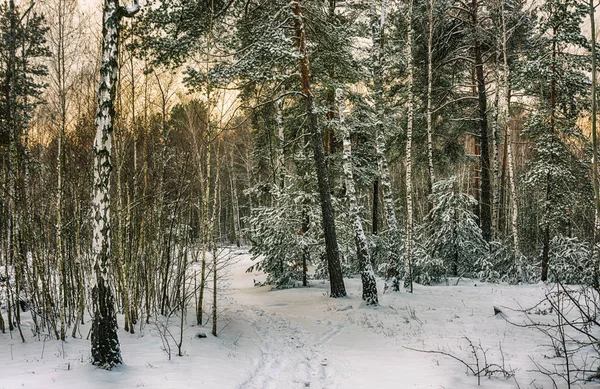 Walk Snowy Woods Setting Sun Frost Snowfall Drifts — Stock Photo, Image