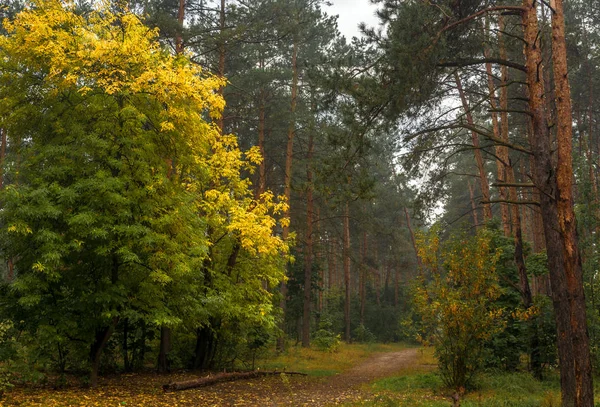 Ходити Осінньому Лісі Осіннє Листя Розпилювача Пейзаж — стокове фото