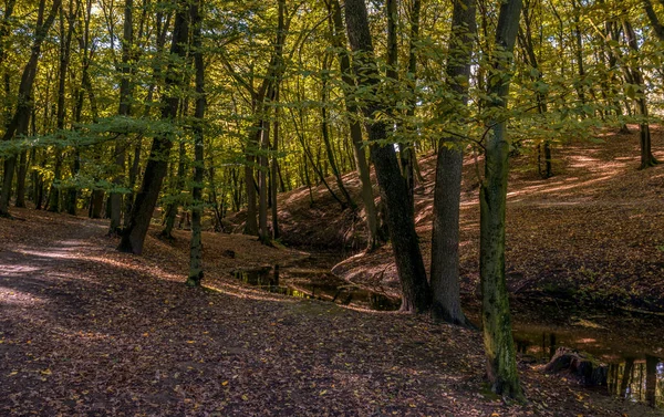 Junto Arroyo Relajación Camina Bosque — Foto de Stock