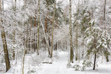 karlı ormanı. kar ağaçlarda. Büyük kış hava.