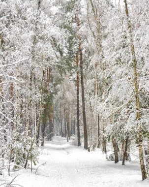 karlı ormanı. kar ağaçlarda. Büyük kış hava.
