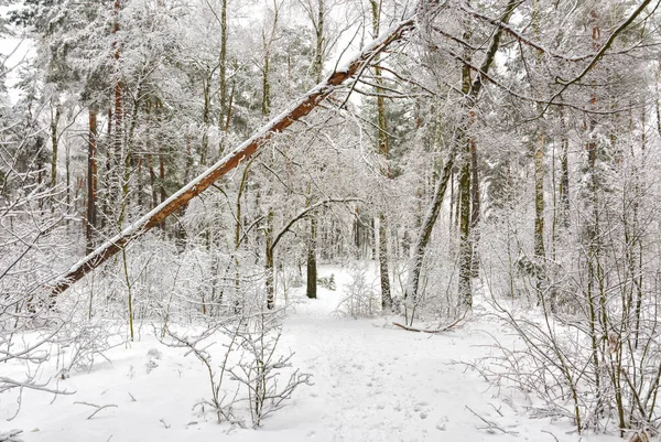 Besneeuwde Bos Bomen Sneeuw Grote Winterweer — Stockfoto