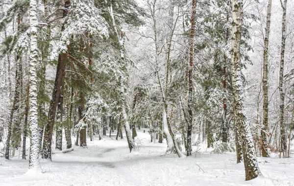 Snowy Forest Trees Snow Great Winter Weather — Stock Photo, Image