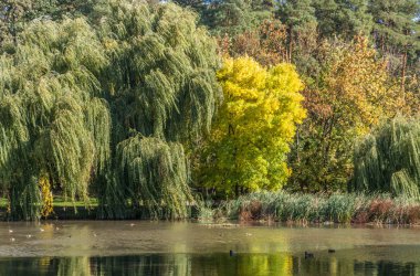 bir gölde. güzel doğa. sonbahar renkleri. gevşeme.