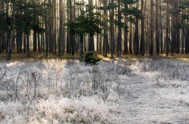 ilk frost. Frost. Güneş. güneş ışığı. Güneş ışınları.