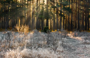 ilk frost. Frost. Güneş. güneş ışığı. Güneş ışınları.